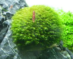 Attēlu rezultāti vaicājumam “Fissidens arnoldii sporophyte”