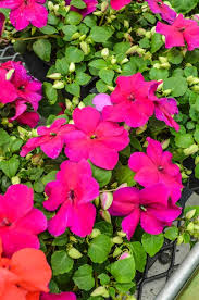 Image result for Impatiens walleriana