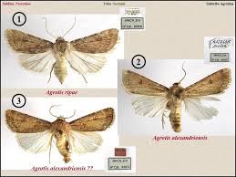 Attēlu rezultāti vaicājumam “Agrotis ripae larva”