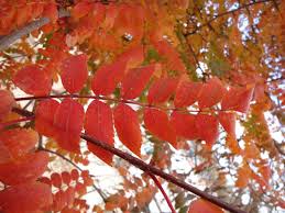 Attēlu rezultāti vaicājumam “Sorbus aucuparia leaf”