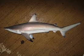 Image result for Carcharhinus limbatus