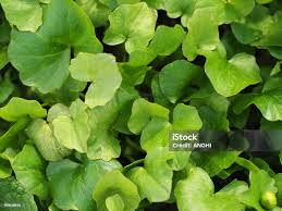 Attēlu rezultāti vaicājumam “Caltha palustris leaf”