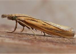 Attēlu rezultāti vaicājumam “Agriphila tristella”
