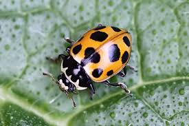 Attēlu rezultāti vaicājumam “Hippodamia notata”