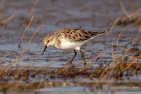 Attēlu rezultāti vaicājumam “Calidris minuta”