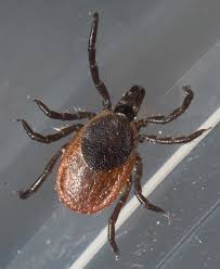 Attēlu rezultāti vaicājumam “Ixodes”