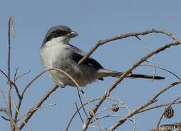 Attēlu rezultāti vaicājumam “Lanius excubitor adult”