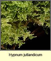 Attēlu rezultāti vaicājumam “Pleurocarpous mosses”