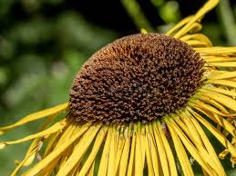 Attēlu rezultāti vaicājumam “Inula helenium flower”