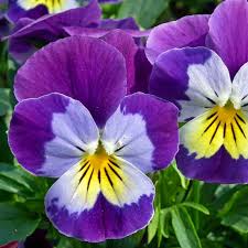 Attēlu rezultāti vaicājumam “Viola x williamsii flower”