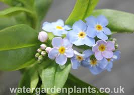 Attēlu rezultāti vaicājumam “Myosotis scorpioides bud”