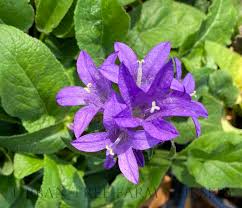 Attēlu rezultāti vaicājumam “Campanula glomerata leaf”
