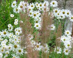 Image result for Leucanthemella serotina