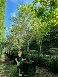 Attēlu rezultāti vaicājumam “Sorbus aria”