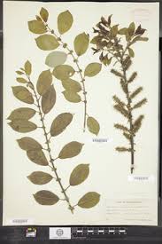 Attēlu rezultāti vaicājumam “Salix myrsinifolia”