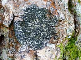 Attēlu rezultāti vaicājumam “Opegrapha atra”