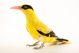 Attēlu rezultāti vaicājumam “Oriolus oriolus”