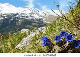 Image result for Enzian