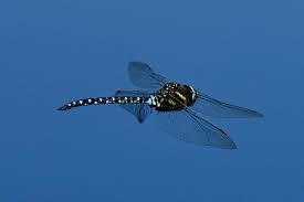 Attēlu rezultāti vaicājumam “Aeshna juncea male”