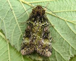 Attēlu rezultāti vaicājumam “Anaplectoides prasina”