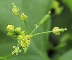 Attēlu rezultāti vaicājumam “Rorippa palustris flower”