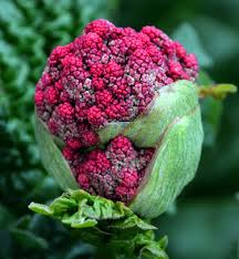 Attēlu rezultāti vaicājumam “Rheum rhabarbarum flower”