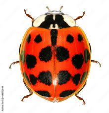 Attēlu rezultāti vaicājumam “Coccinellidae”