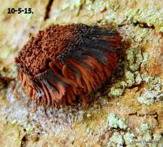 Attēlu rezultāti vaicājumam “Stemonitis marjana stalked”