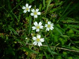 Attēlu rezultāti vaicājumam “Cerastium arvense flower”