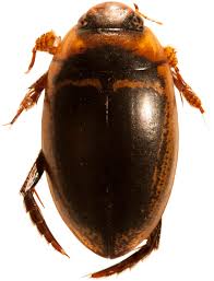 Attēlu rezultāti vaicājumam “Hydaticus transversalis”