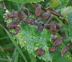 Attēlu rezultāti vaicājumam “Tetraneura ulmi”