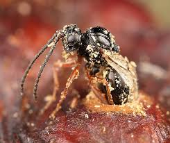 Attēlu rezultāti vaicājumam “Diastrophus rubi”