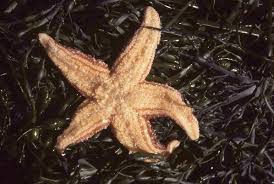 Image result for Asterias rubens