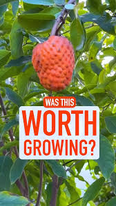 Attēlu rezultāti vaicājumam “Libanotis montana fruit”