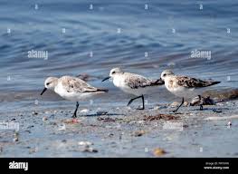 Attēlu rezultāti vaicājumam “Calidris minuta”