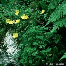 Image result for Meconopsis cambrica