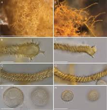 Attēlu rezultāti vaicājumam “Dianema depressum macro”