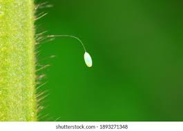 Attēlu rezultāti vaicājumam “Chrysopa eggs”