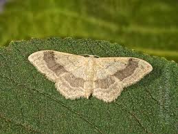 Attēlu rezultāti vaicājumam “Idaea aversata”