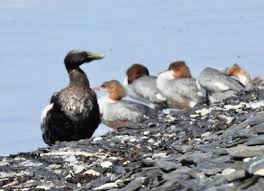 Attēlu rezultāti vaicājumam “Somateria mollissima juvenile”