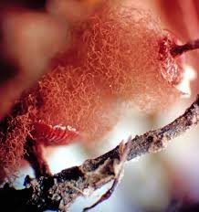 Attēlu rezultāti vaicājumam “Heterotrichia insignis (syn. Arcyria insignis)”