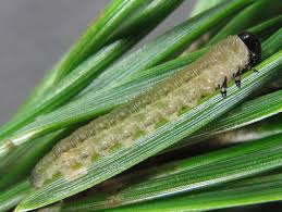 Attēlu rezultāti vaicājumam “Gilpinia”