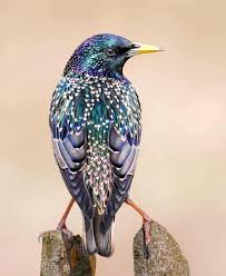 Attēlu rezultāti vaicājumam “Sturnus vulgaris”