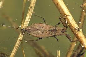 Attēlu rezultāti vaicājumam “Nepa cinerea nymph”