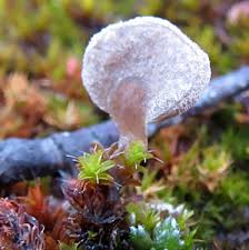 Attēlu rezultāti vaicājumam “Arrhenia spatulata”