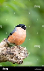 Attēlu rezultāti vaicājumam “Pyrrhula pyrrhula male”