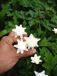 Attēlu rezultāti vaicājumam “Anemone nemorosa”