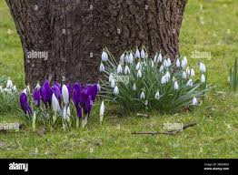 Attēlu rezultāti vaicājumam “Galanthus nivalis fruit”