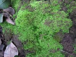 Attēlu rezultāti vaicājumam “Fossombronia wondraczekii spores”