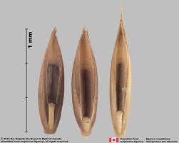 Attēlu rezultāti vaicājumam “Festuca ovina fruit”
